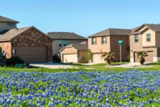 Bluebonnet patch in early spring time in central Texas as the state flowers pop up first with suburb modern luxury homes and houses in neighborhood